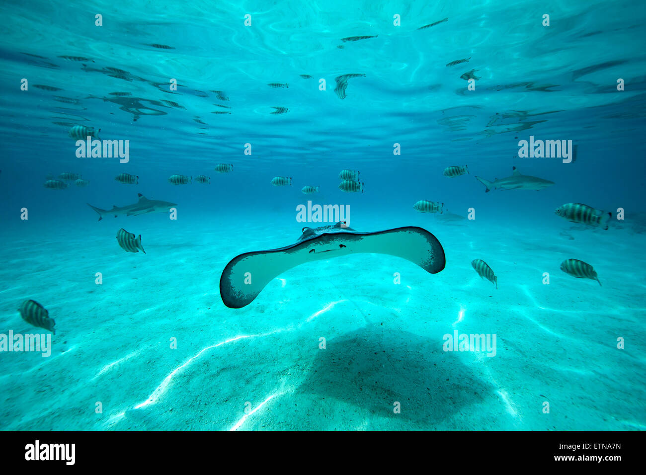 Underwater shot of a stingray, fish and sharks in the background, Tahiti, French Polynesia Stock Photo