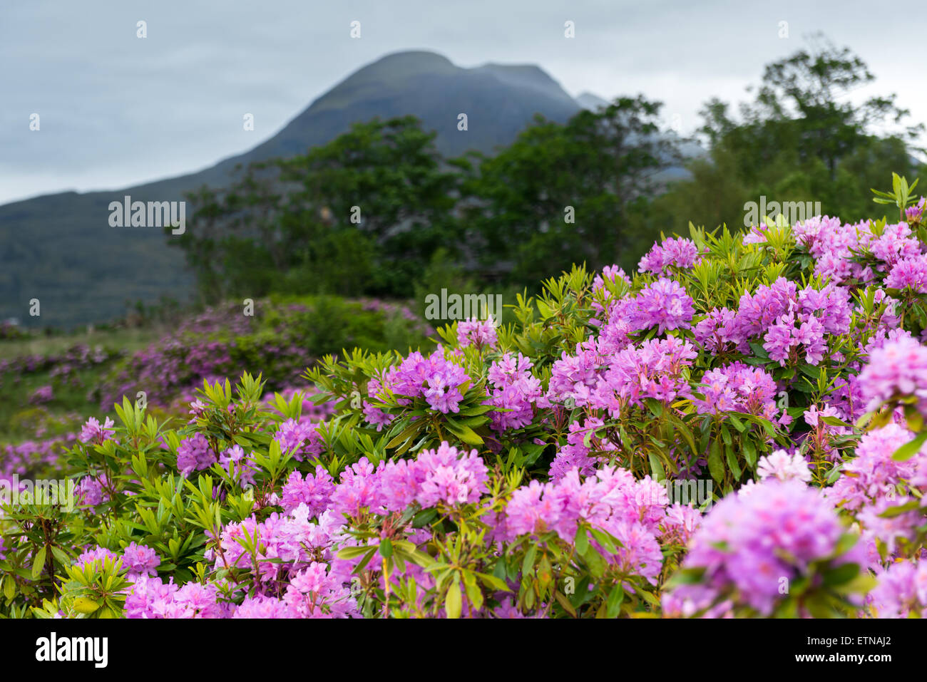 Rhododendrons, West Highland, Scotland Stock Photo