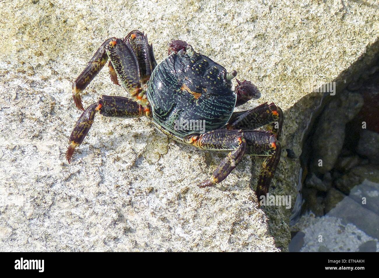 Black Land Crabs High Resolution Stock Photography and Images Alamy