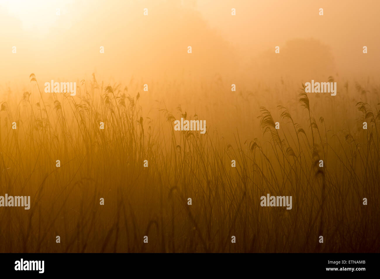 Sunrise in the Reed bed Stock Photo