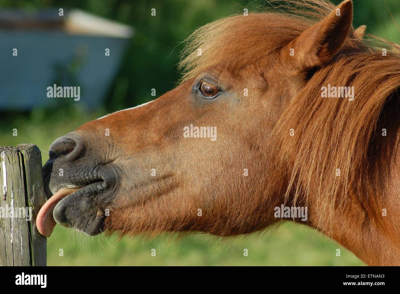 Horses Tongue Stock Photos & Horses Tongue Stock Images Alamy