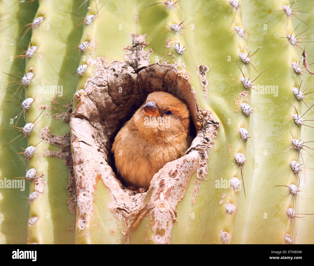 Female House Finch sitting in a Saguaro cactus, Arizona, USA Stock Photo
