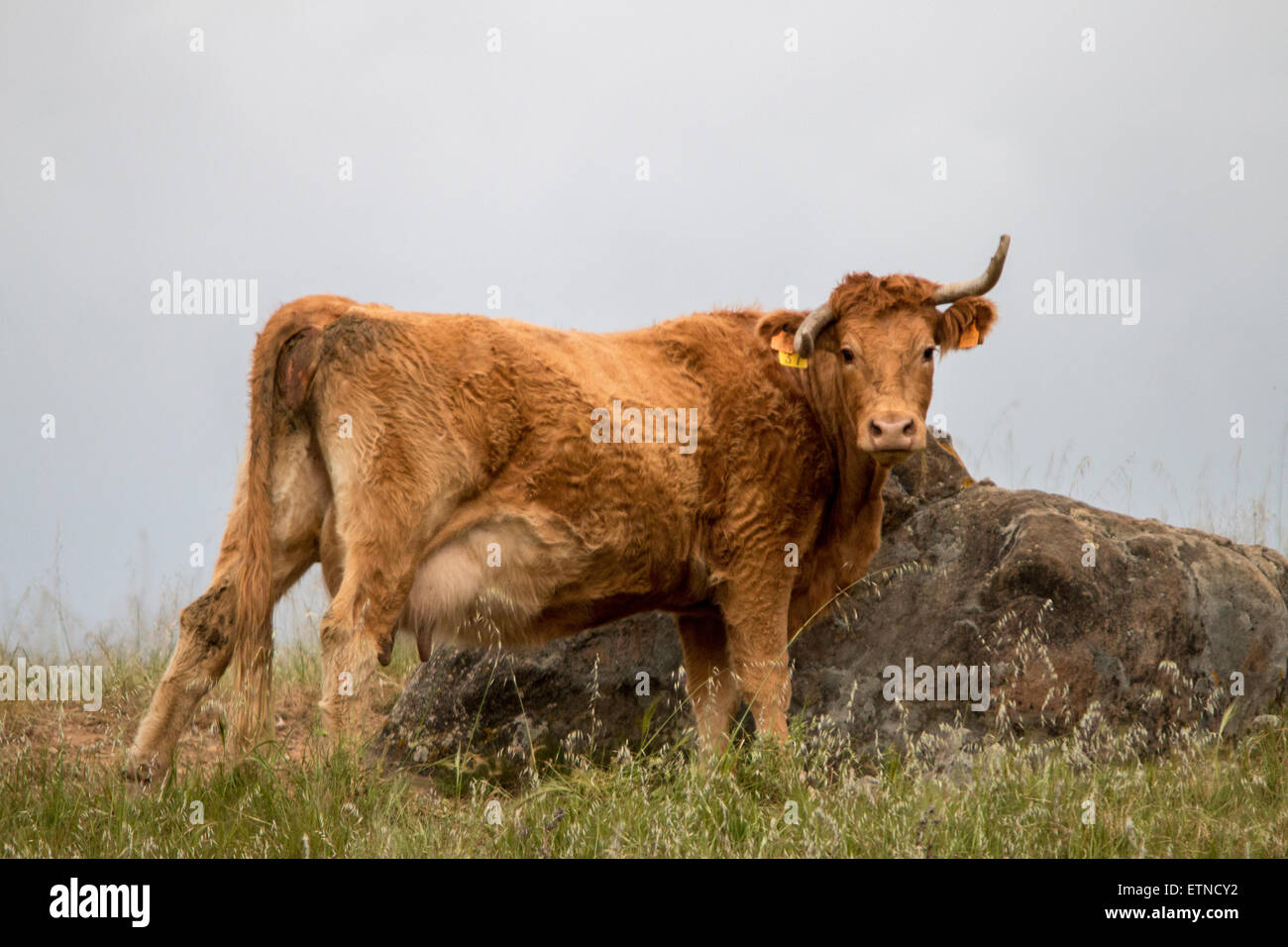 Close up view of a brown cow grazing the pasture Stock Photo - Alamy