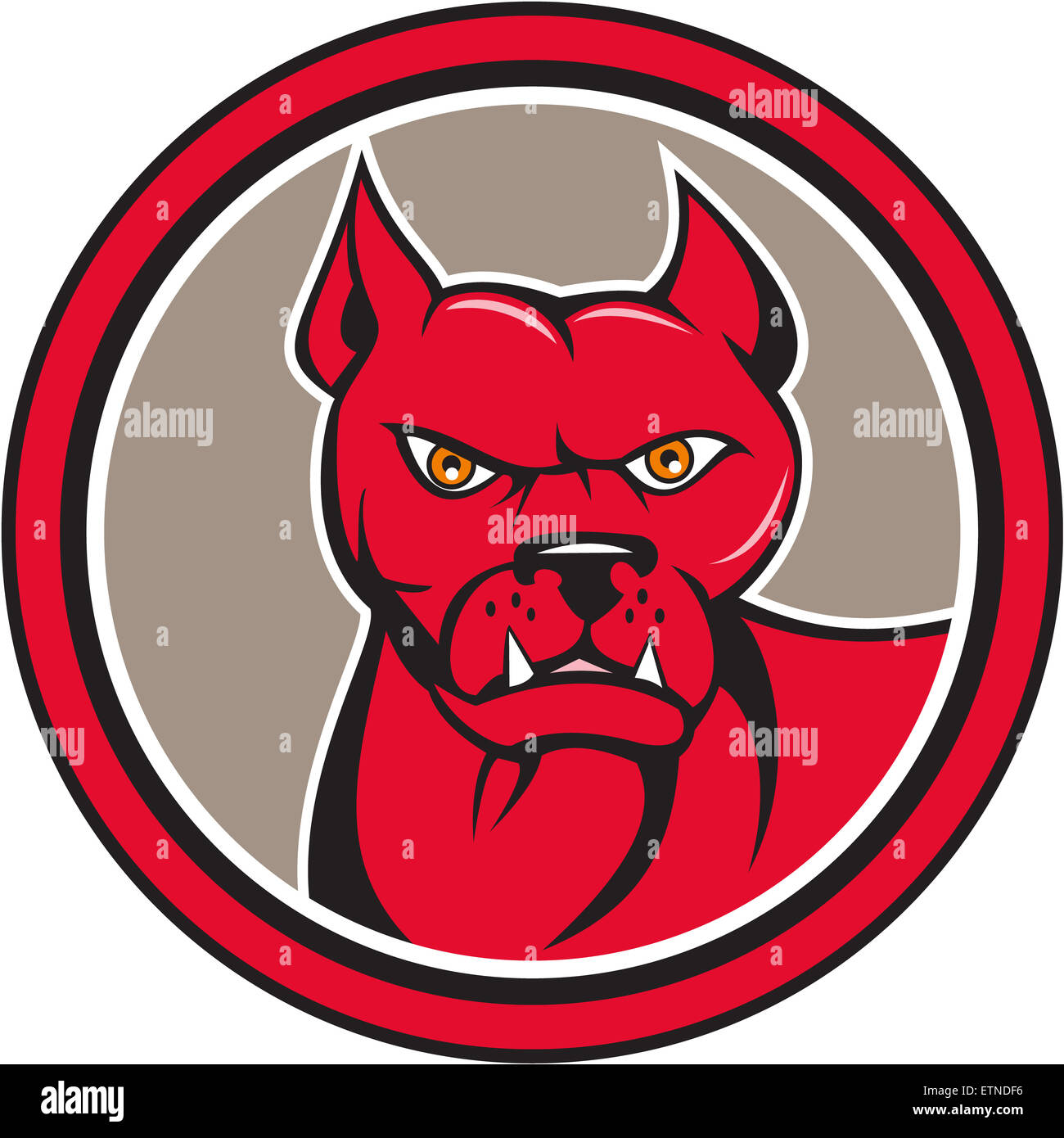 Angry pitbull hi-res stock photography and images - Alamy