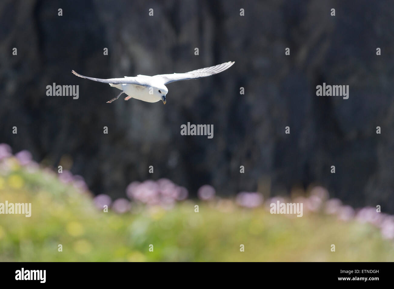 Fulmar - Fulmarus glacialis. Flying along cliff top, thrift in foreground blur. Stock Photo