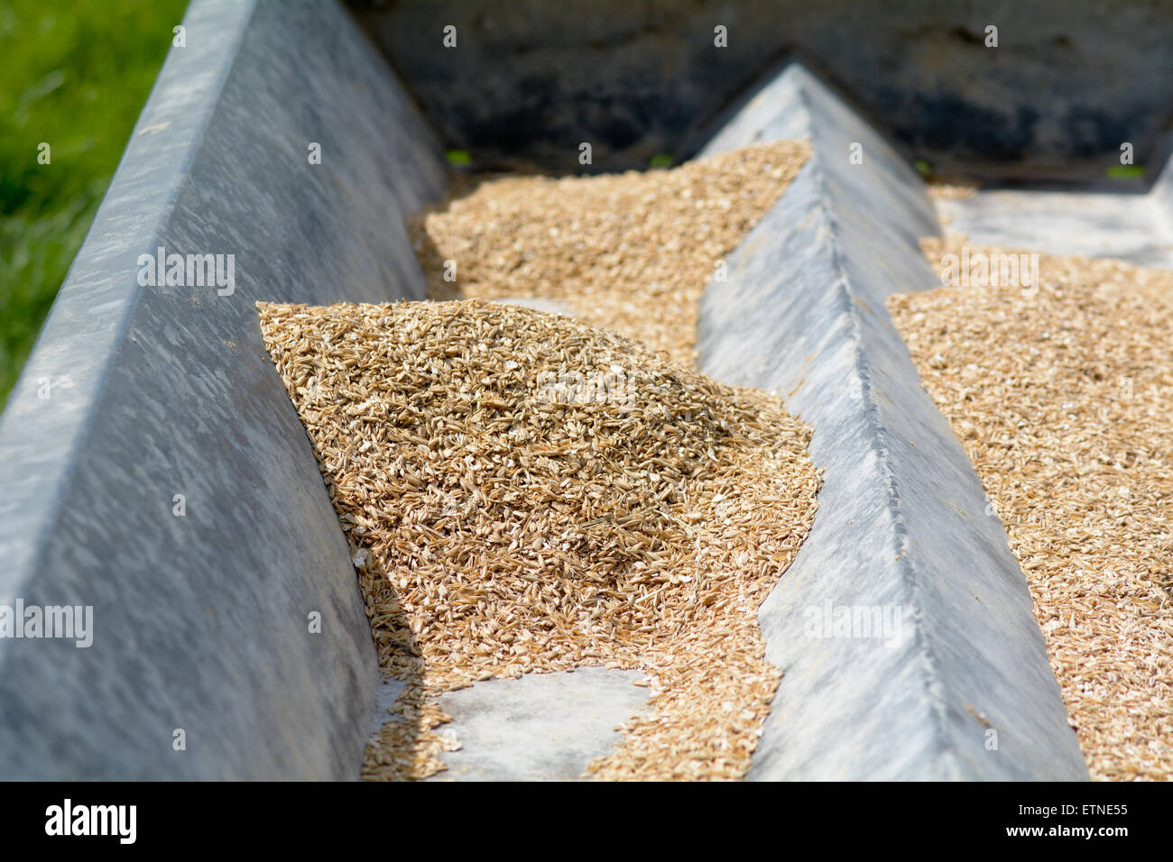 Grain in cattle feed stand Stock Photo Alamy