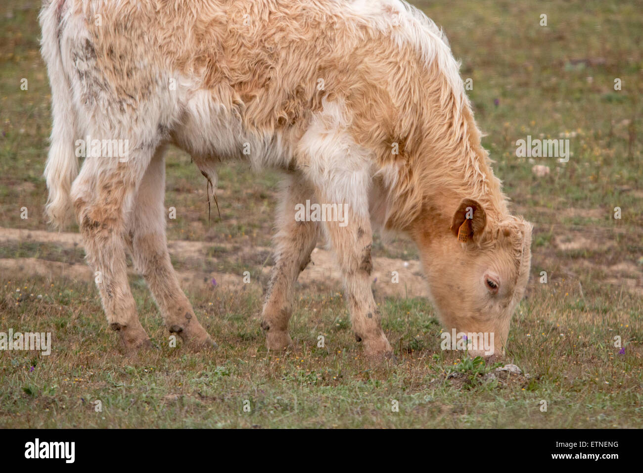 Close up view of a brown cow grazing the pasture Stock Photo - Alamy