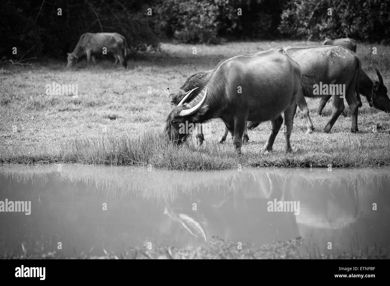 asia buffalo in grass field at thailand Stock Photo - Alamy