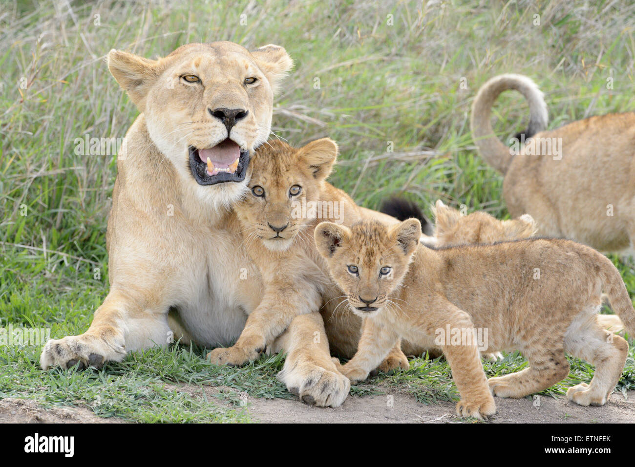 Lion cubs (Panthera leo) playing with lioness mother on the savanna, Serengeti national park, Tanzania. Stock Photo