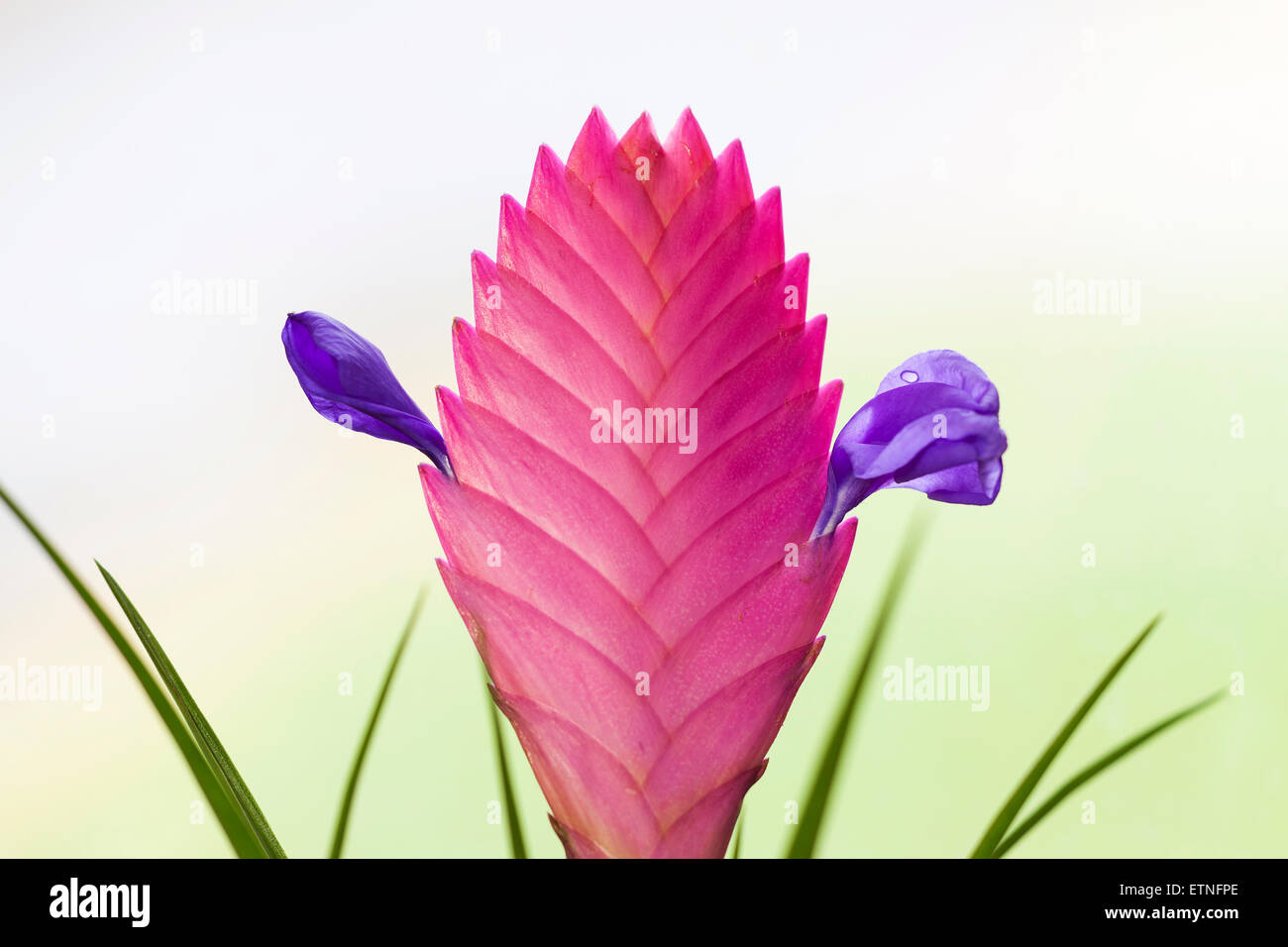 'Pink Quill' bromeliad 'house plant' in flower, [Tillandsia cyanea], 'close up' detail Stock Photo