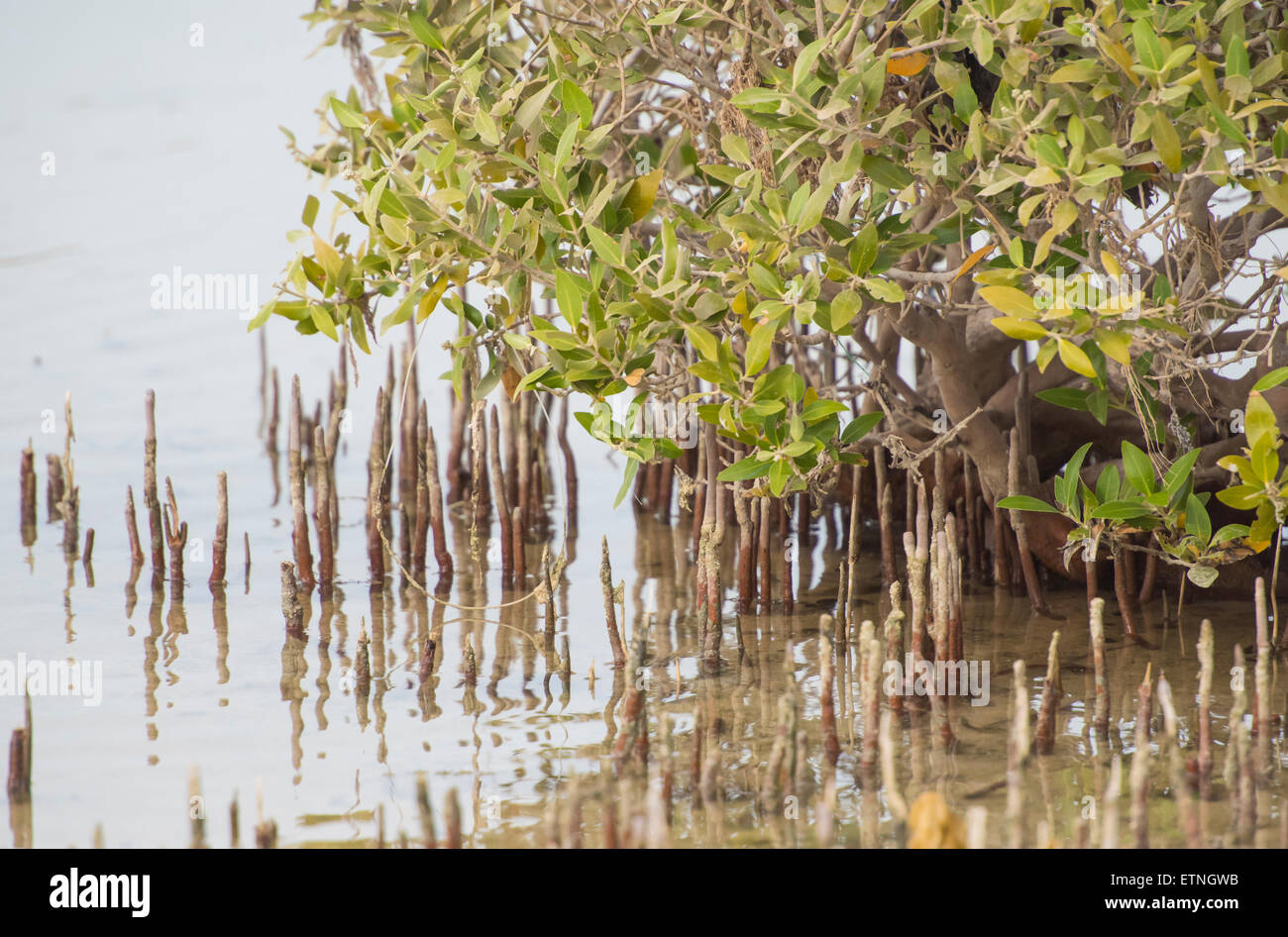 White mangrove tree roots in hi-res stock photography and images - Alamy