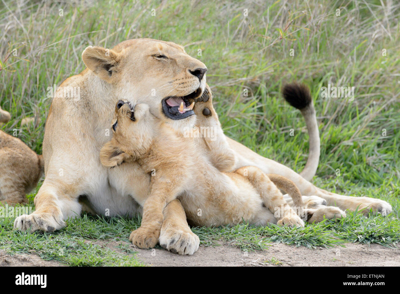 Lion cubs (Panthera leo) playing with lioness mother on the savanna, Serengeti national park, Tanzania. Stock Photo