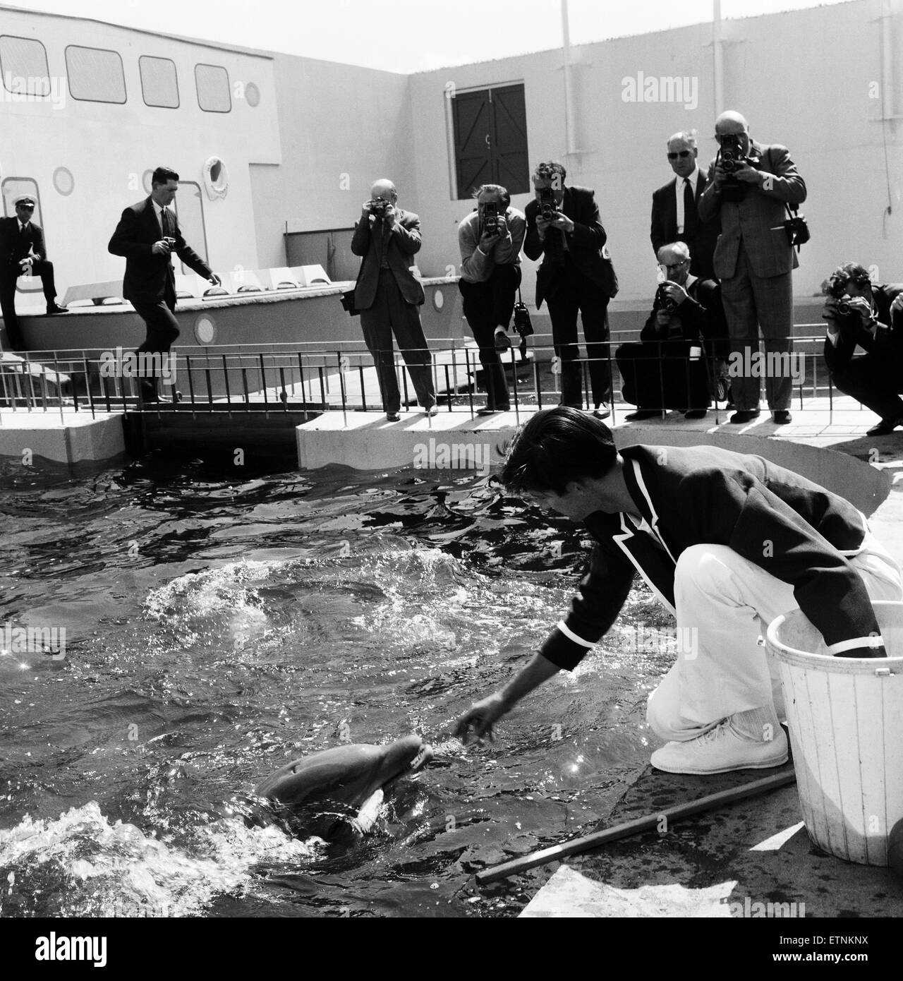 The dolphins at Marineland, Morecambe, were on display toady as they worked with their trainer Peter Williams. For an hour they played with a rubber ball and each time a dolphin headed the ball out of the pool it was rewarded with a fish. Pictured, Peter Williams with the dolpins. Morecambe, Lancashire, 8th June 1964. Stock Photo