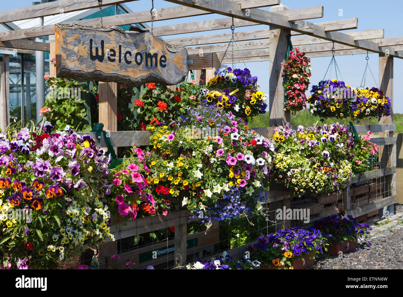 Hanging basket display at garden centre Stock Photo Alamy
