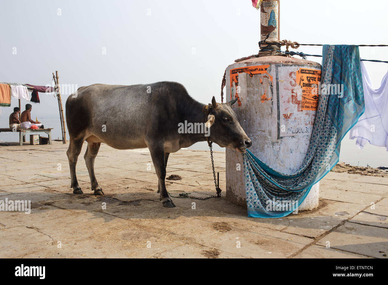 A cow chewing drying clothes on the Ganges ghats in Varanasi, India. Stock Photo