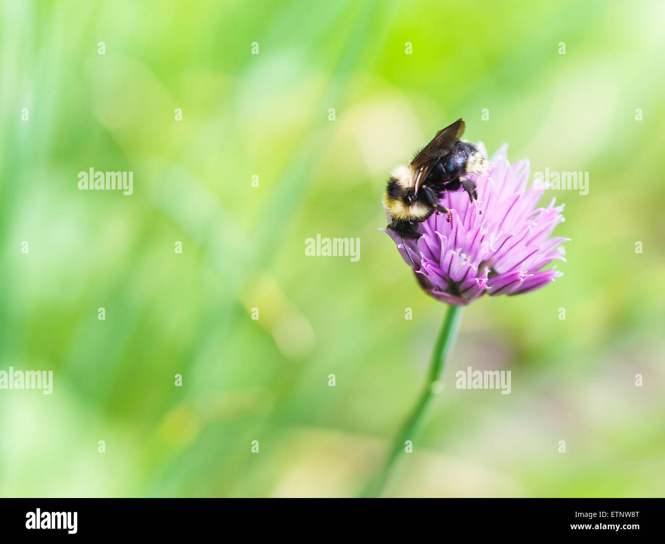 natural background with bumblebee on pink flower of chives herb Stock Photo