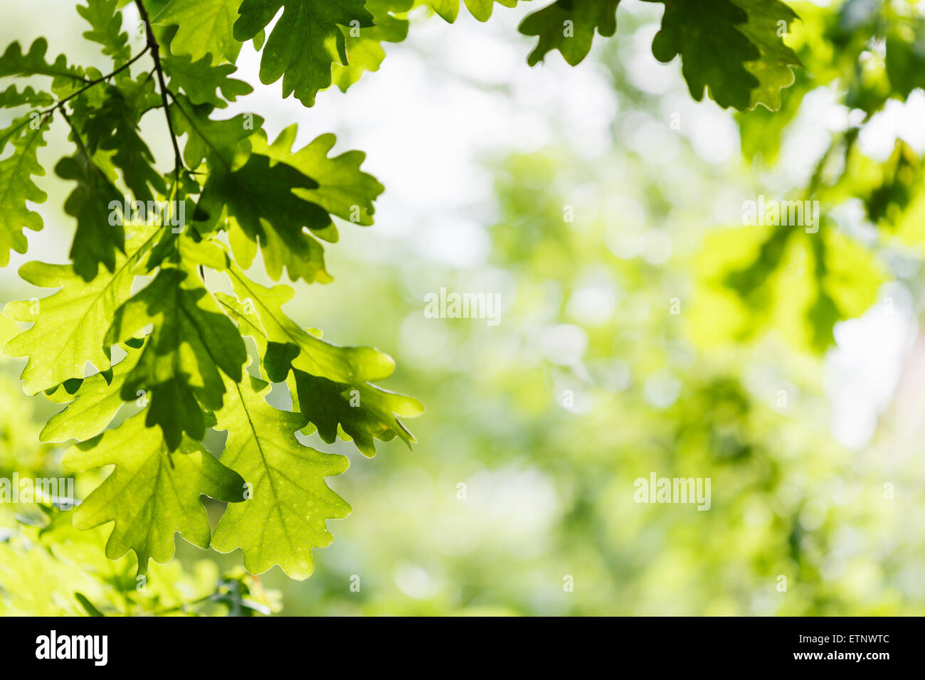 natural background - green oak leaves in summer woods Stock Photo
