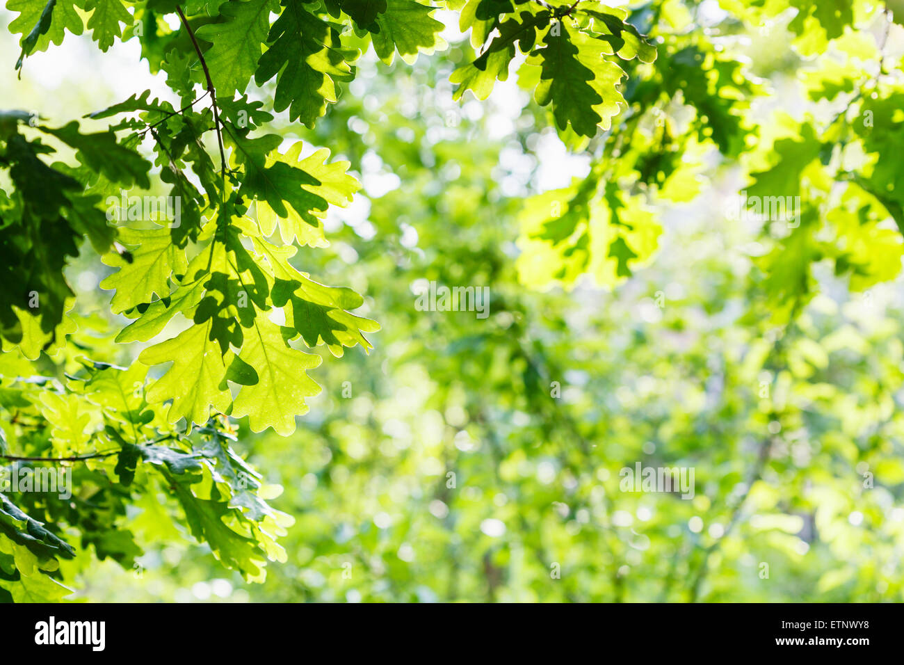 natural background - green oak foliage in summer sunny day Stock Photo