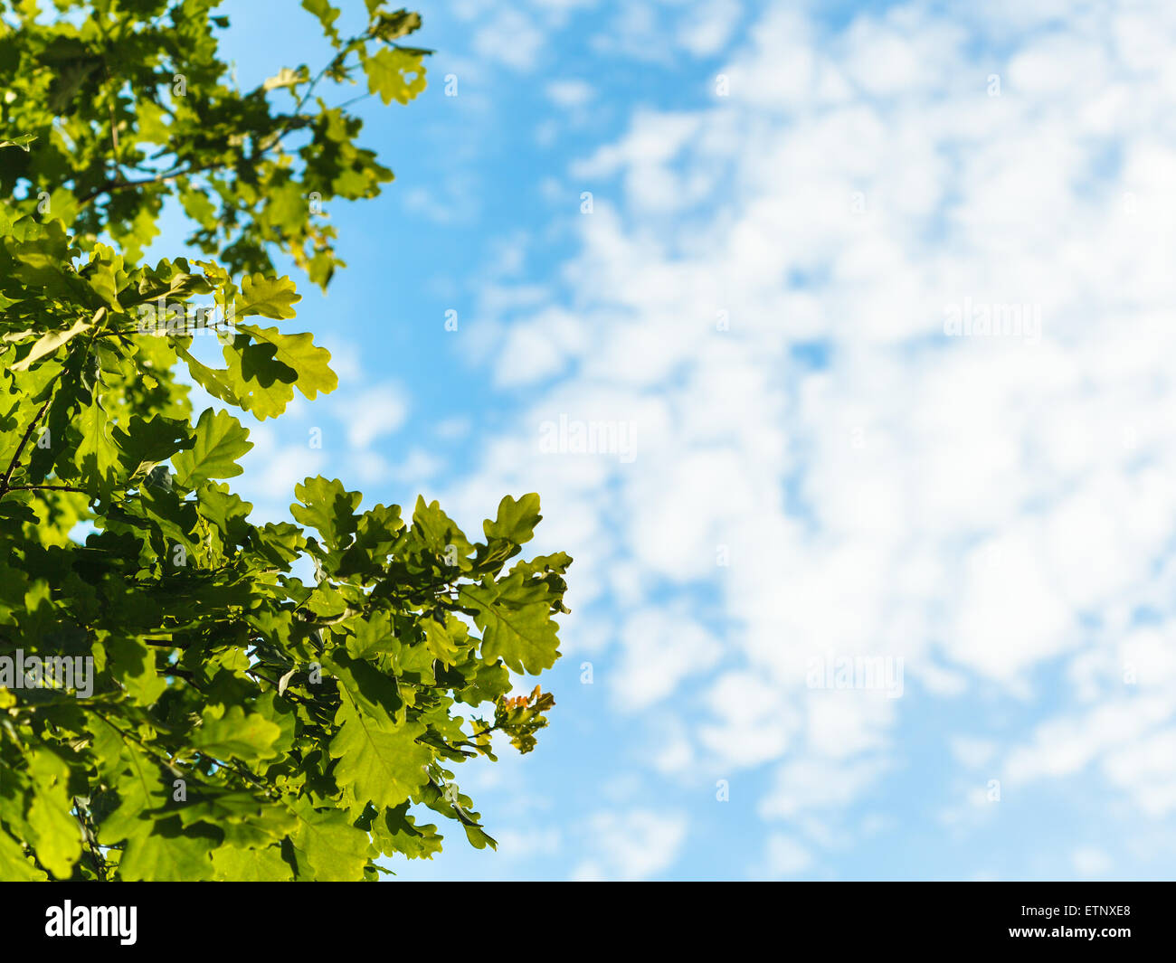 natural summer background with sunlit green oak leaves and blue sky with white clouds Stock Photo