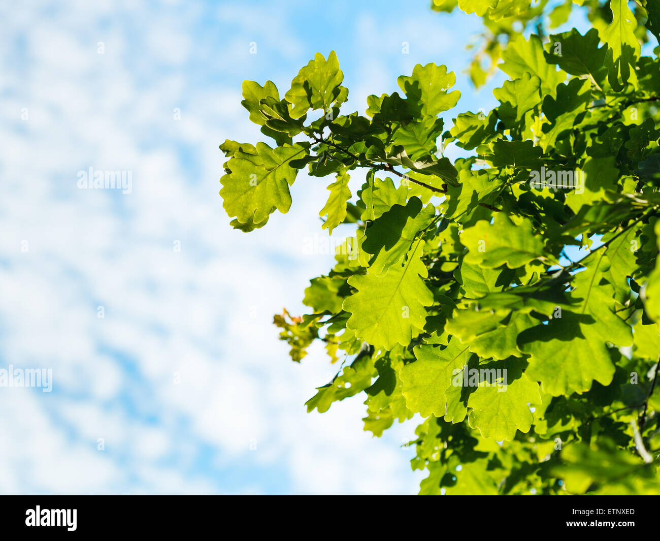 natural summer background with sunlit oak foliage and blue sky with white clouds Stock Photo