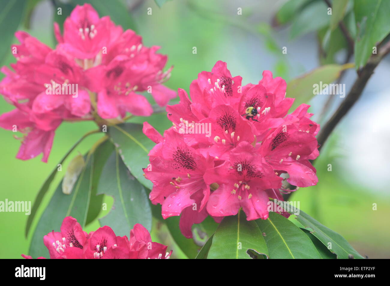 Rhododendron with a bee in it Stock Photo