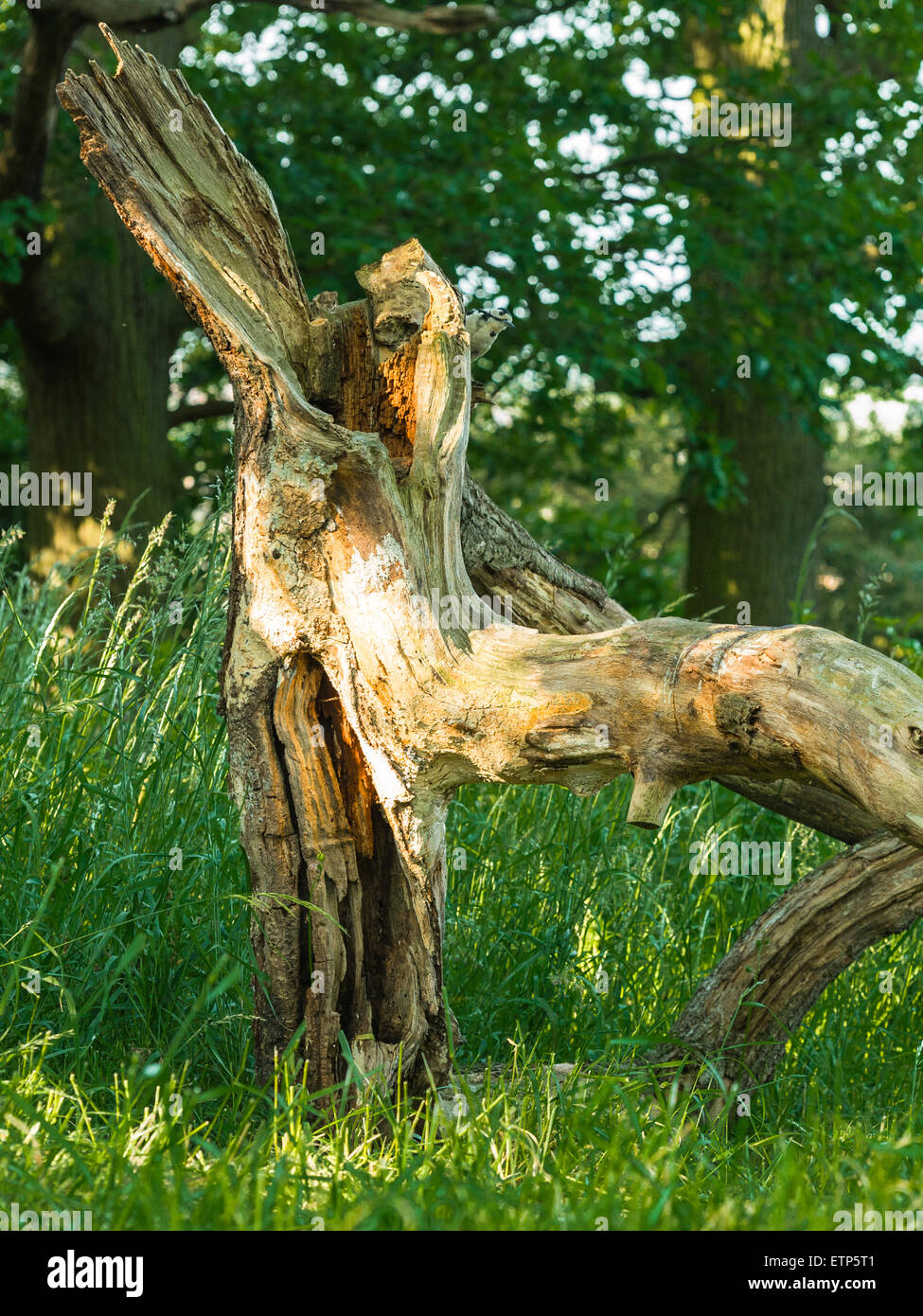 British Wildlife, Great Spotted Woodpecker foraging in natural woodland setting. Stock Photo