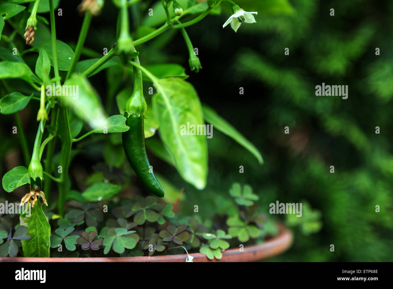 Home growth pepperoni plant with flowers and young pepperoni Stock