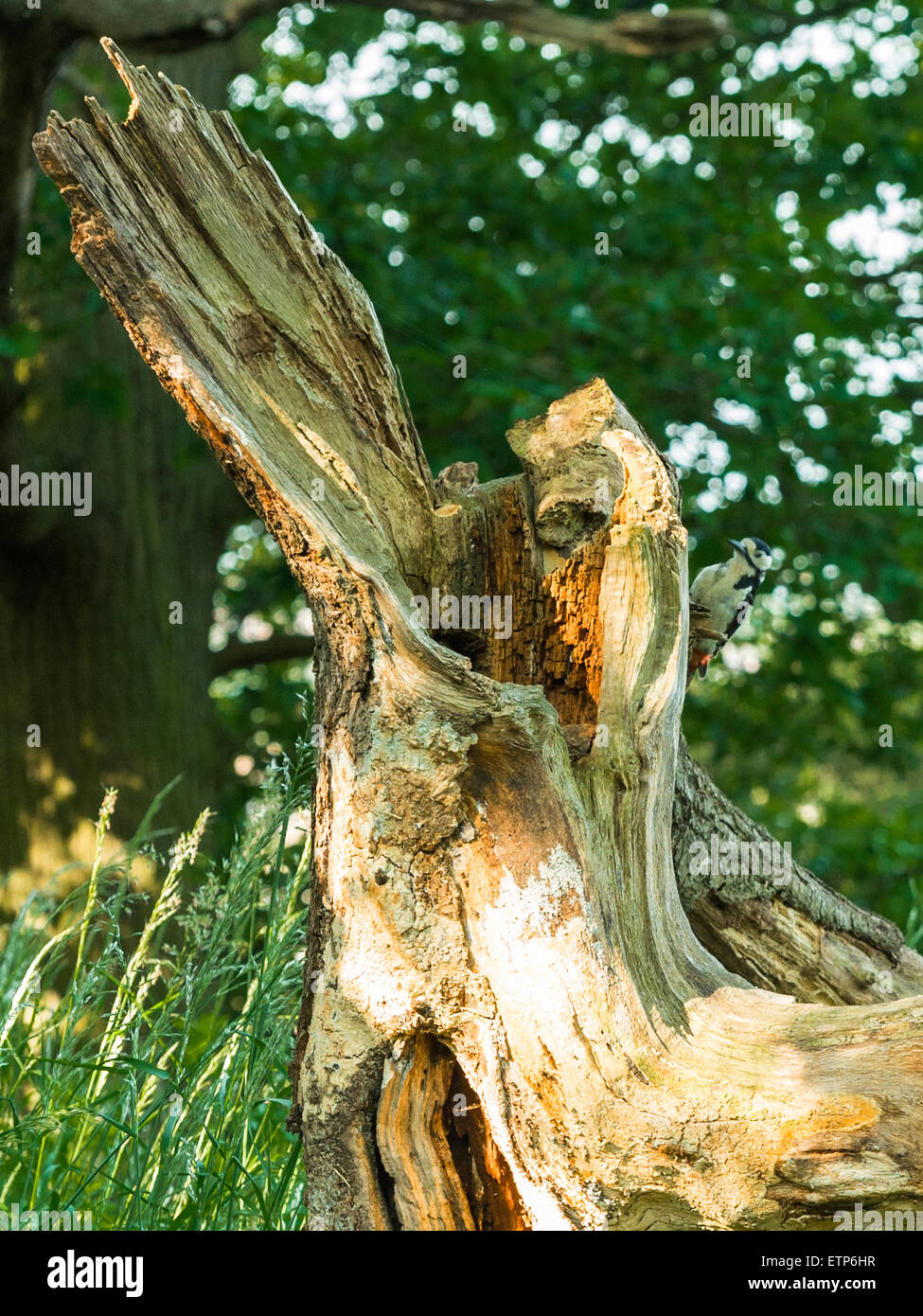 British Wildlife, Great Spotted Woodpecker foraging in natural woodland setting. Stock Photo