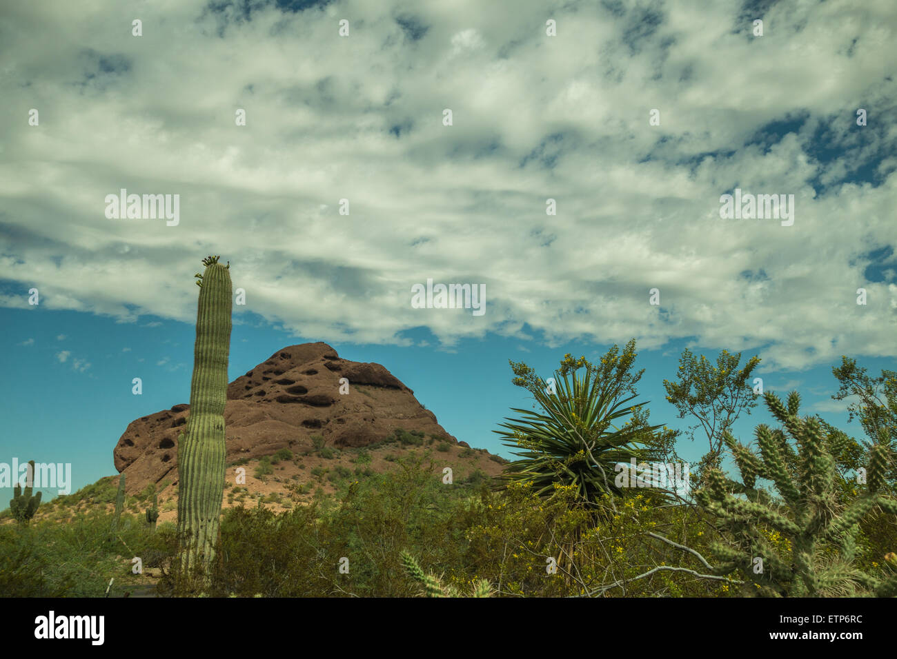 The Alien and Beautiful Life of the Desert in the Southwest USA Stock Photo