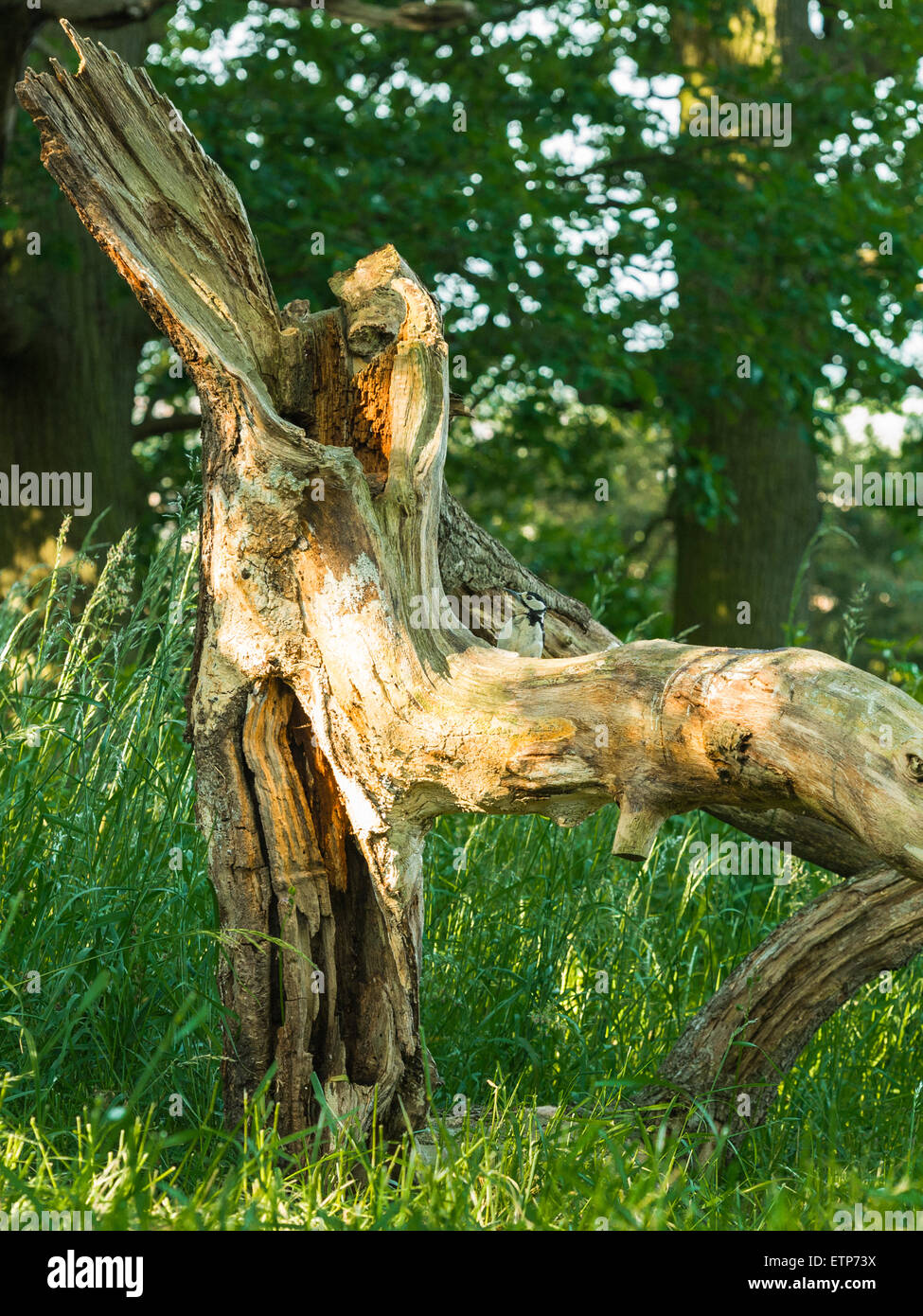 British Wildlife, Great Spotted Woodpecker foraging in natural woodland setting. Stock Photo