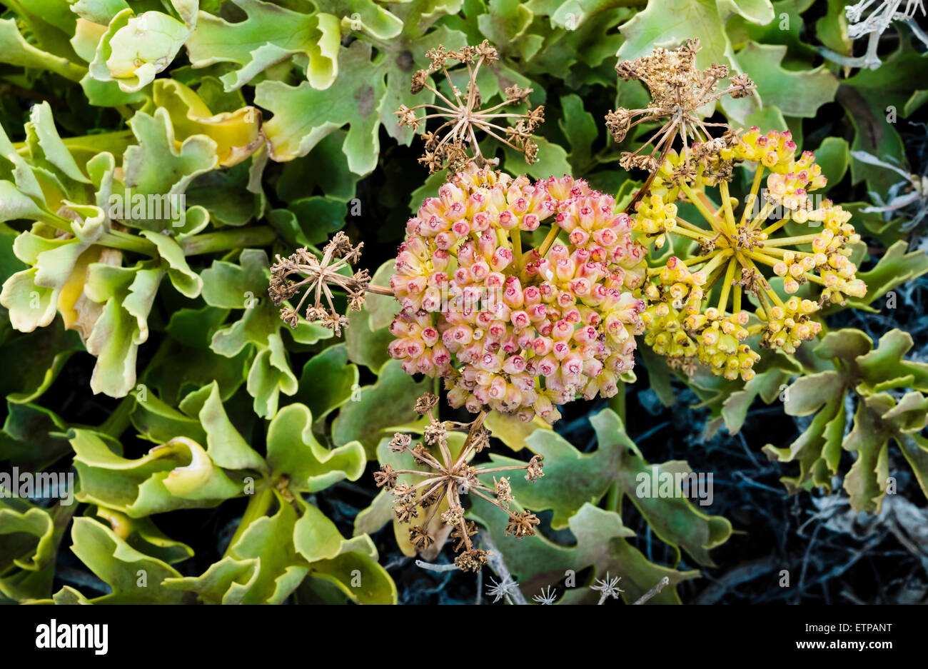 Astydamia latifolia (lechuga de mar, sea lettuce, servilleta) flowering in March at Costa del Silencio, Tenerife, Canary Islands Stock Photo