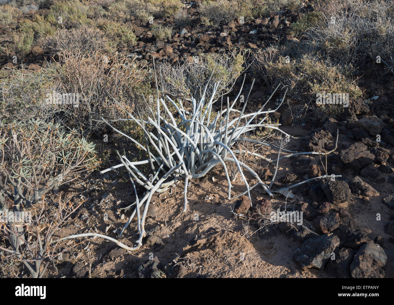 Ceropegia fusca (cardoncillo gris), a Canarian endemic plant, which grows in the semi-arid parts of Tenerife and Gran Canaria Stock Photo