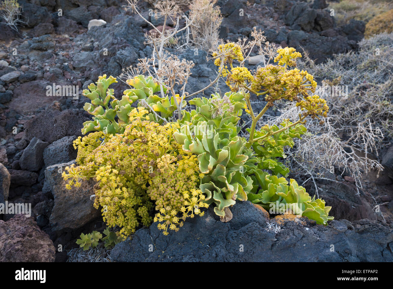 Astydamia latifolia (lechuga de mar, sea lettuce, servilleta) flowering in March at Costa del Silencio, Tenerife, Canary Islands Stock Photo