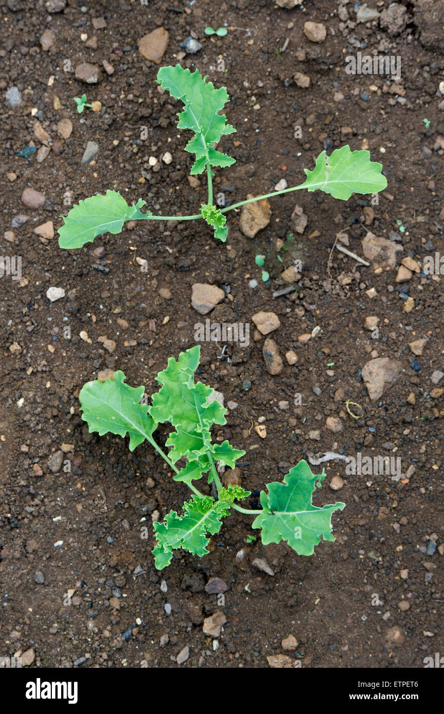 Brassica oleracea. Young Kale plants in a vegetable garden Stock Photo