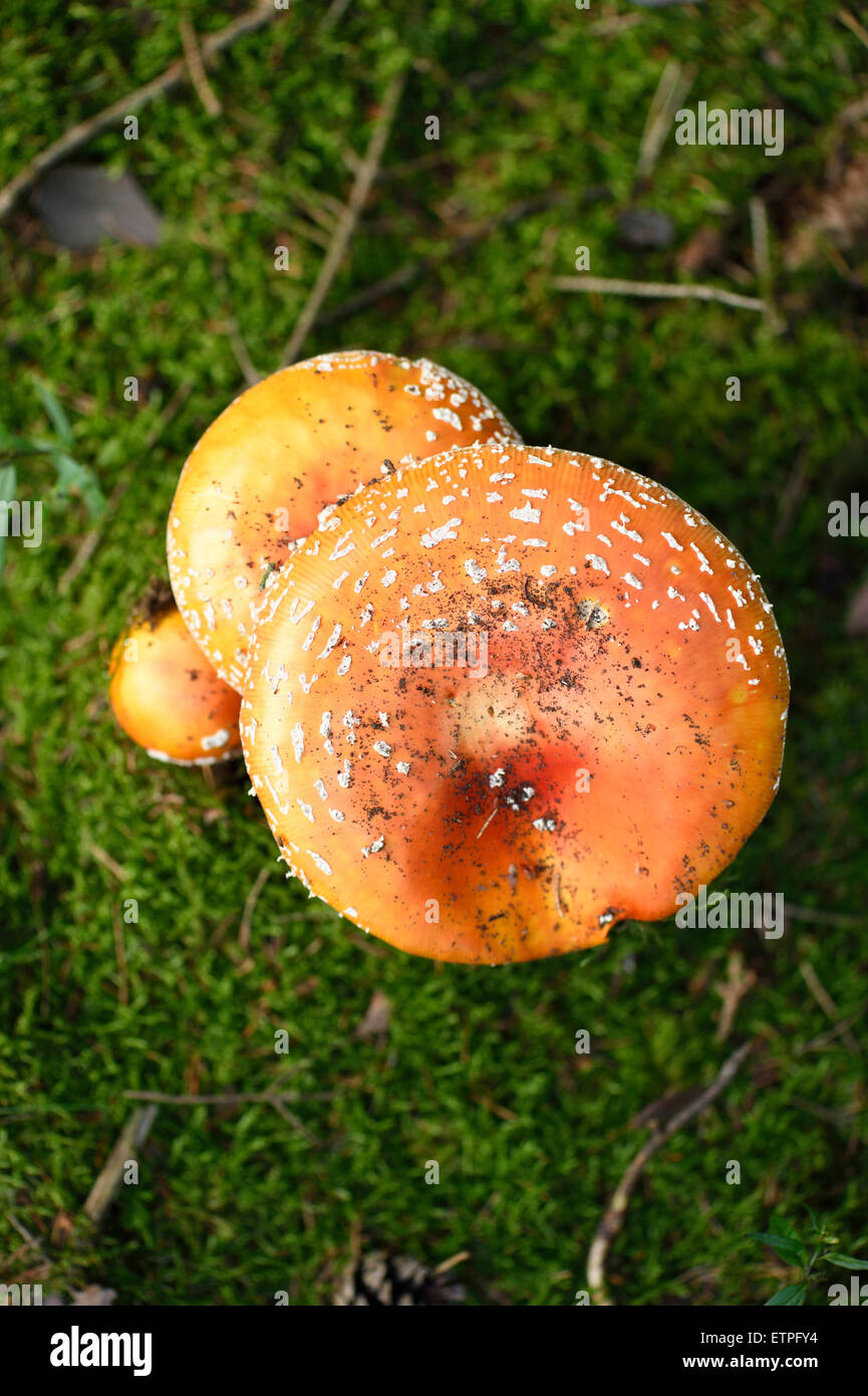 toadstool, Amanita muscaria, mushroom, fruiting body Stock Photo