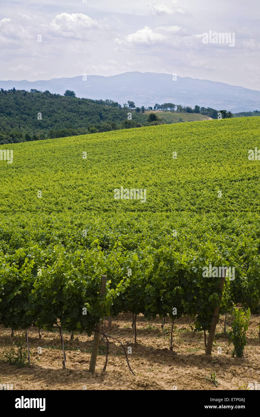 europe, italy, tuscany, casal di pari area, vineyards Stock Photo