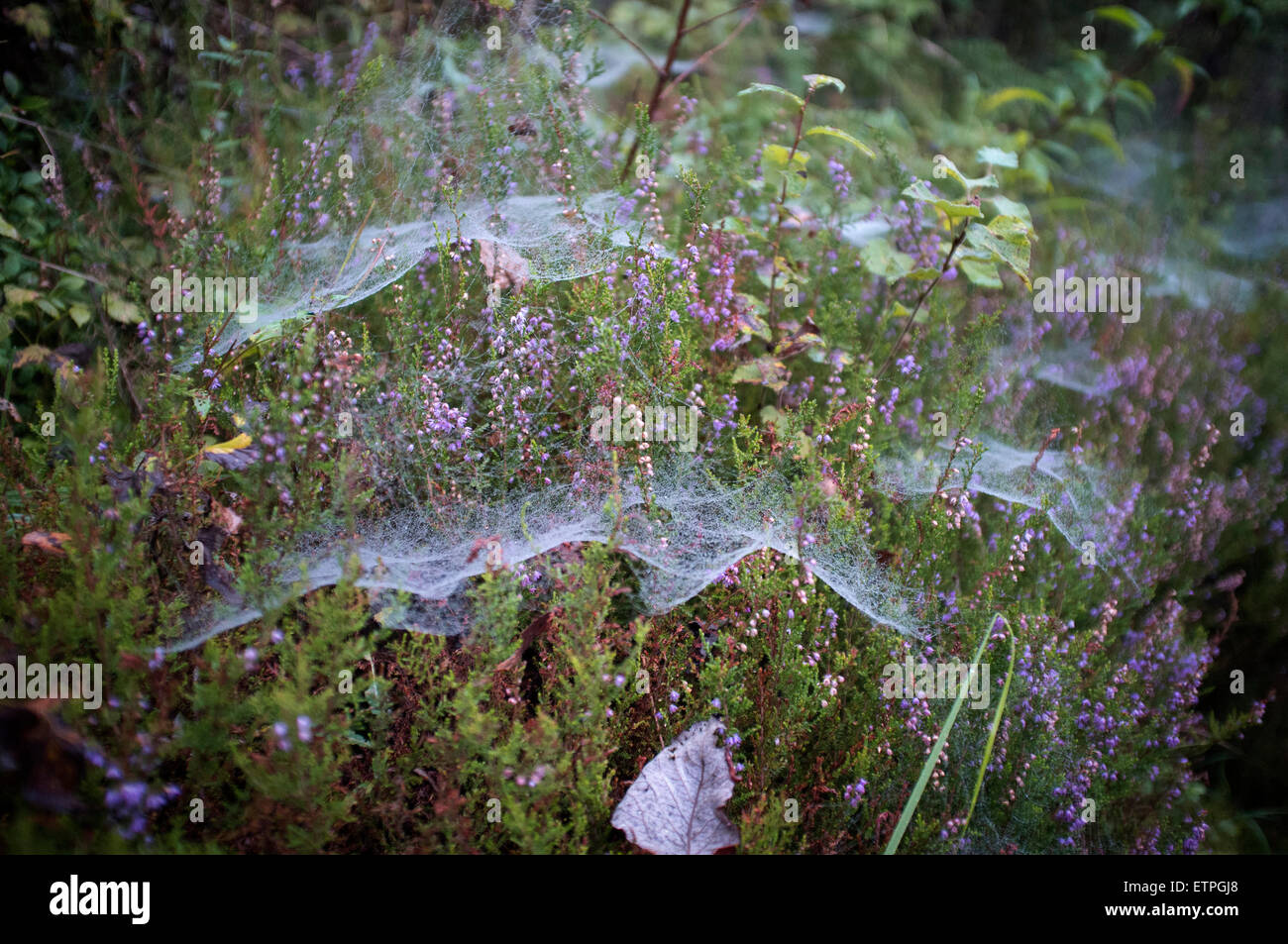 Spider's web on Erica plantn, dewdrop Stock Photo