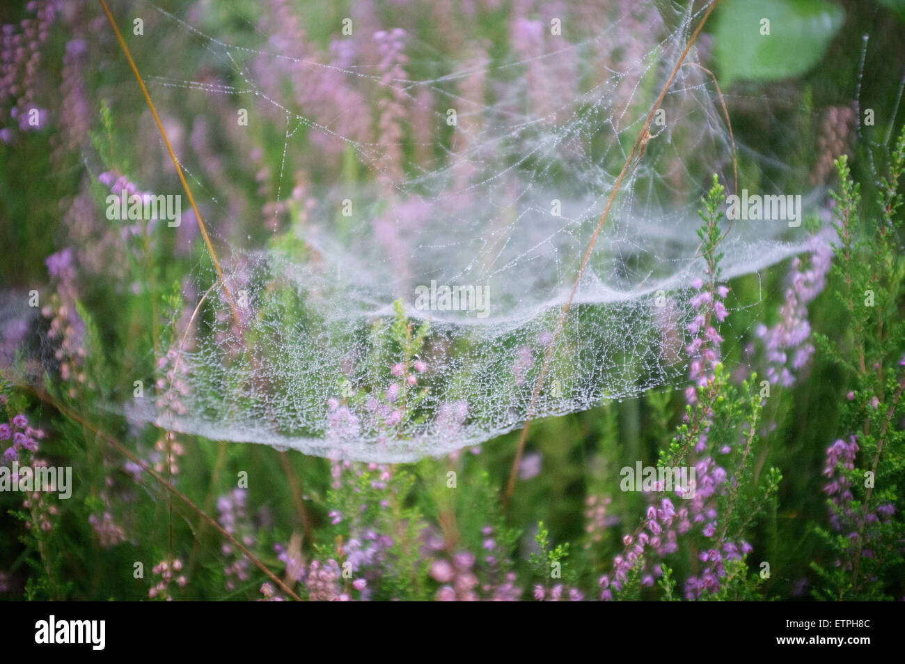 Spider's web on Erica plant, dewdrop Stock Photo