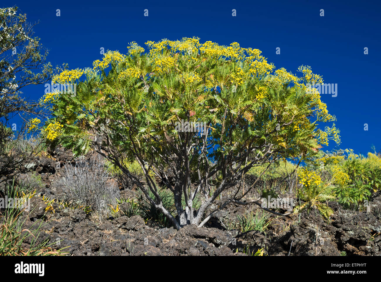 Sonchus canariensis (cerraja, tree sow thistle), a Canarian endemic, flowering in spring on lava on Montana Bilma,Tenerife Stock Photo
