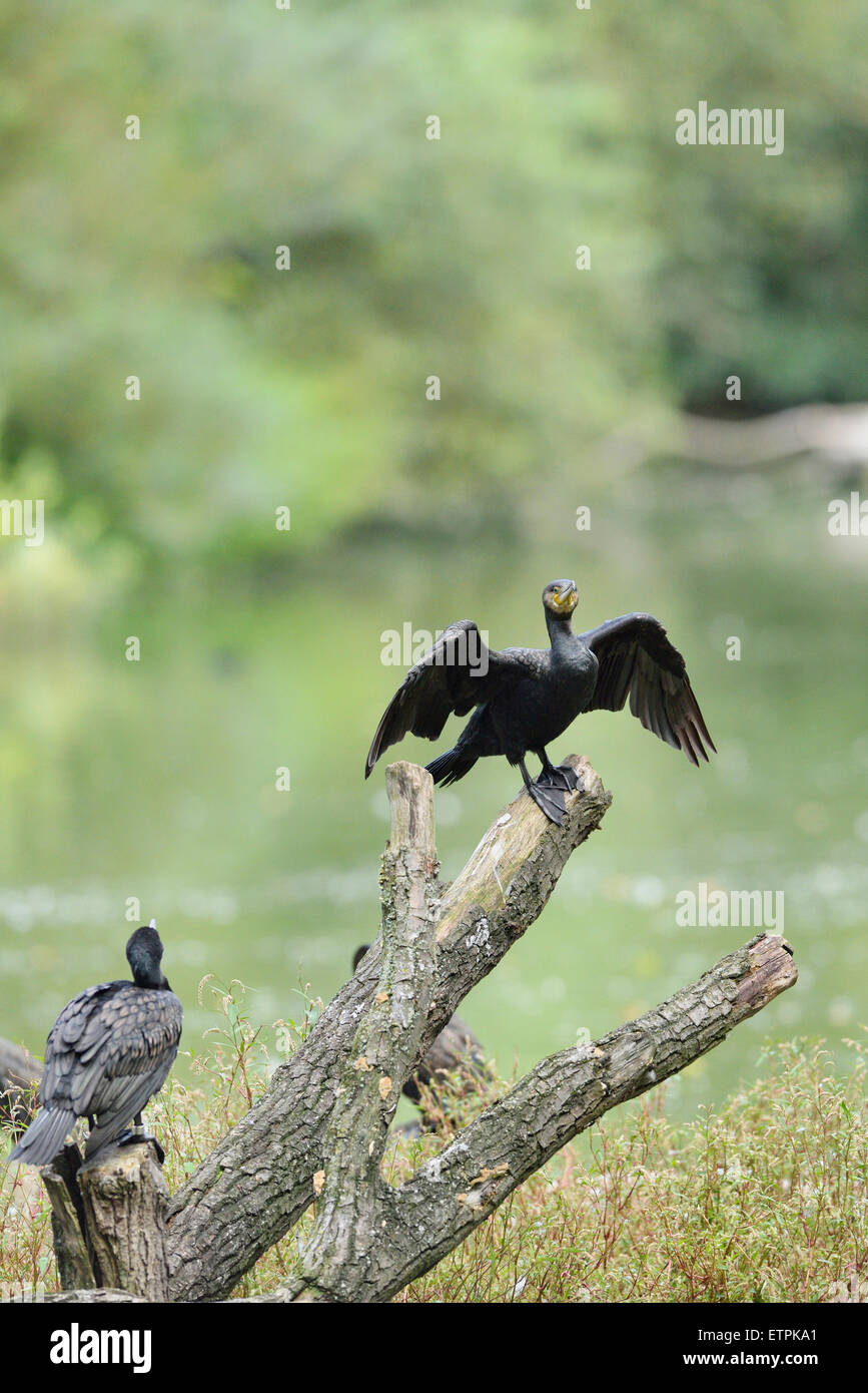 Cormorant, Phalacrocorax carbo, trunk, frontal, sitting, looking at camera Stock Photo