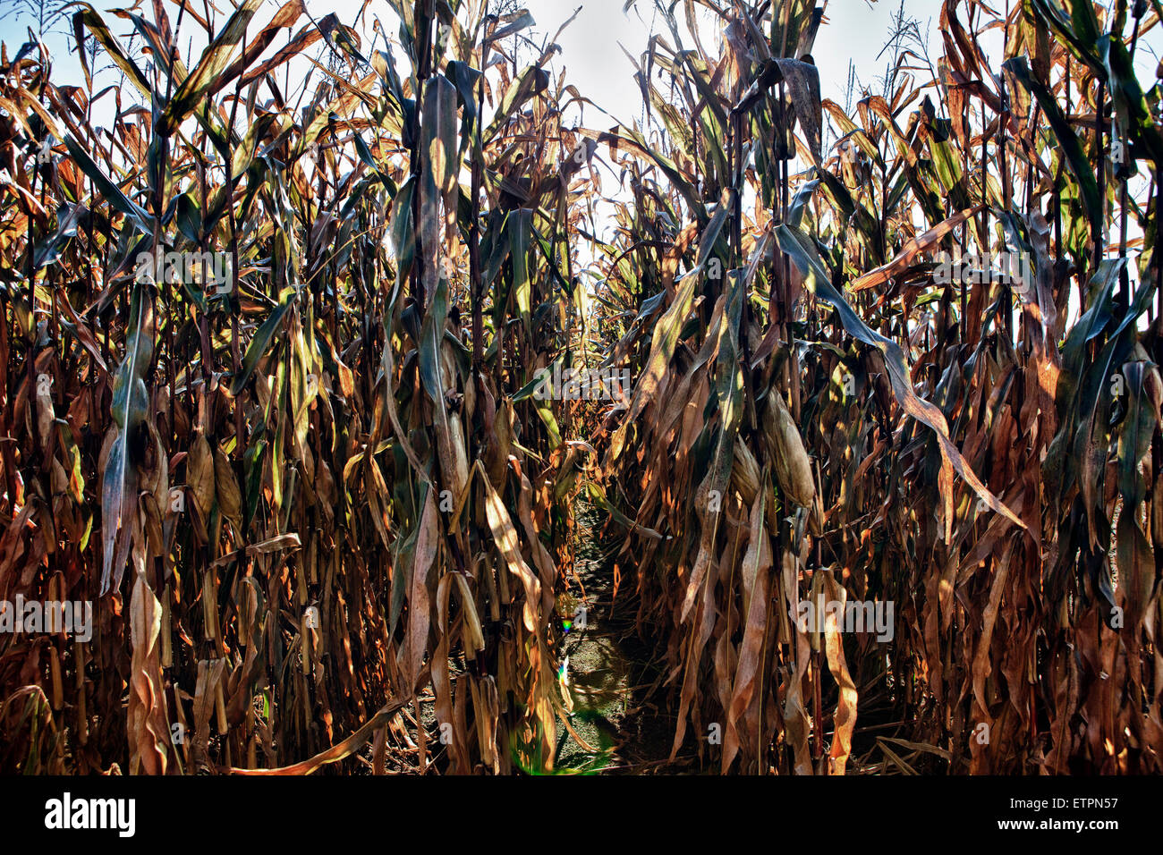 Dried corn field Stock Photo Alamy