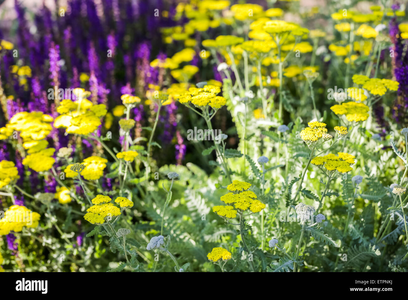Blooming yellow yarrow in the summer garden. Stock Photo