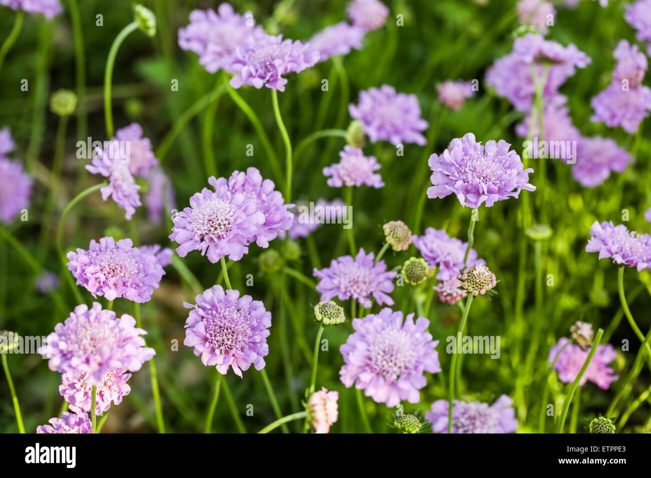 Blooming purple flowers in the summer garden. Stock Photo