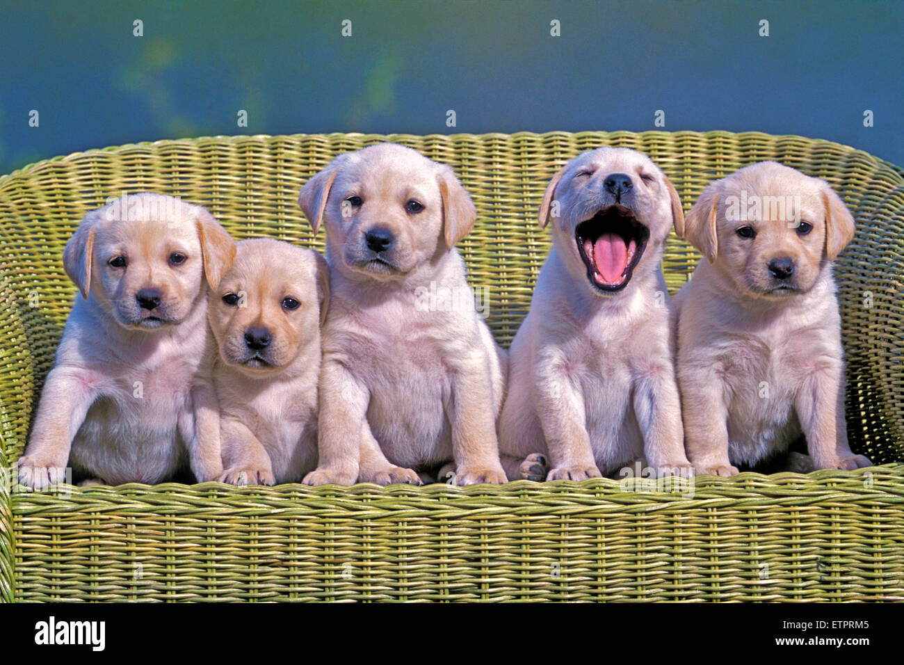 Five Labrador Retriever puppies, eight weeks old posing in wicker chair Stock Photo