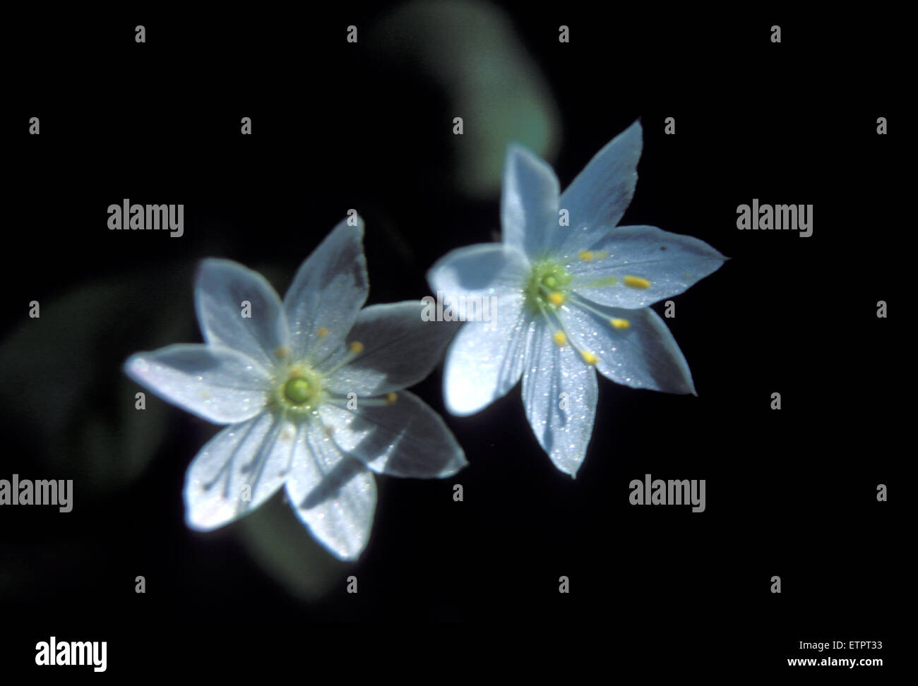 BEL, Belgium, Eastbelgium, Hautes Fagnes, Hohes Venn, Chickweed Wintergreen (lat. Trientalis europaea).  BEL, Belgien, Ostbelgie Stock Photo