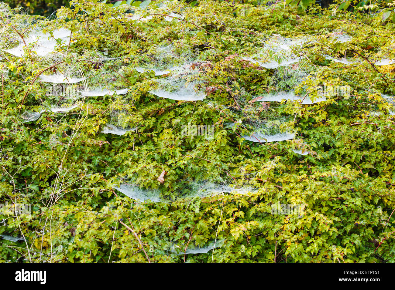 spider's web on an autumn morning Stock Photo