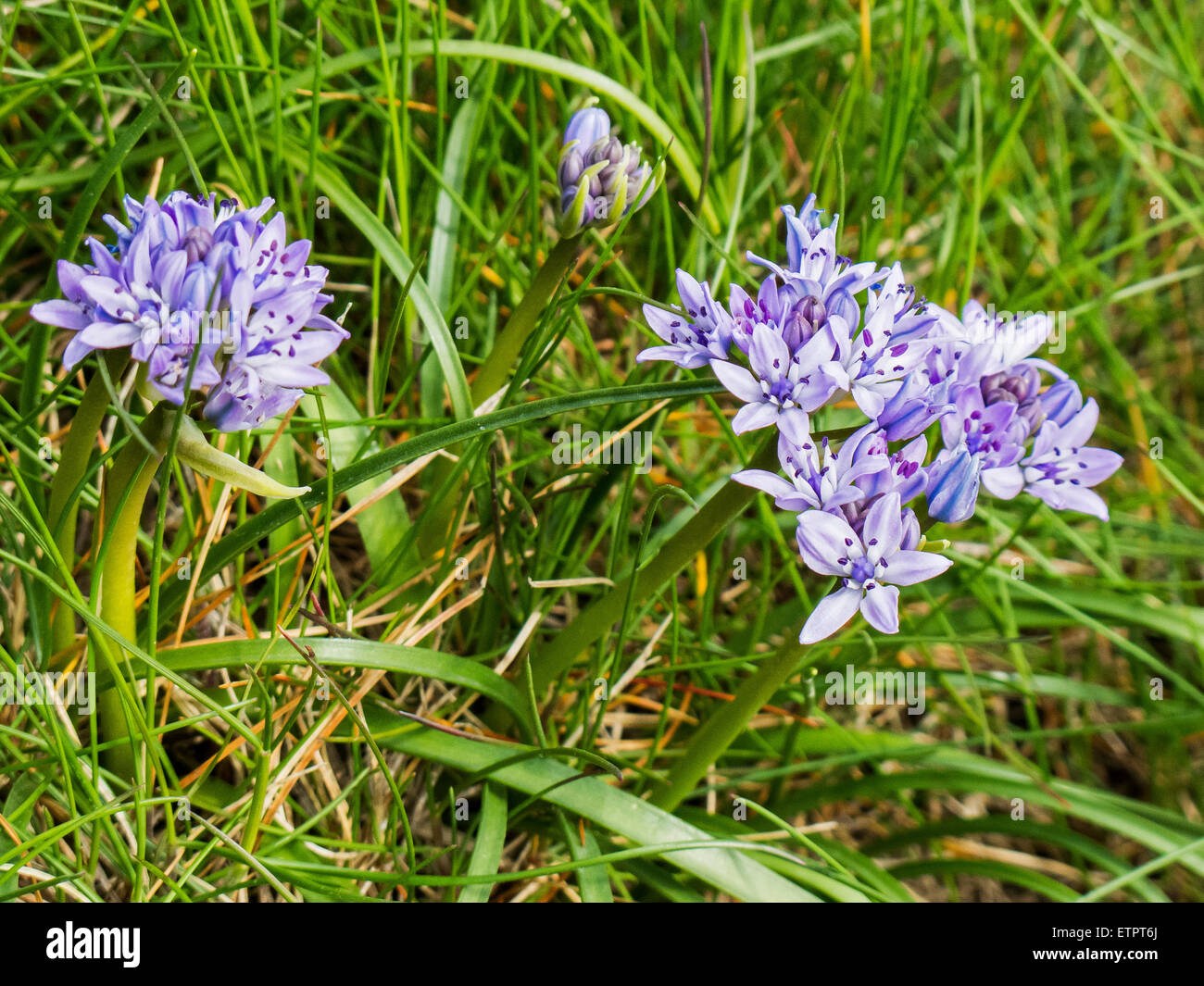 Spring squill scilla verna wales hires stock photography and images