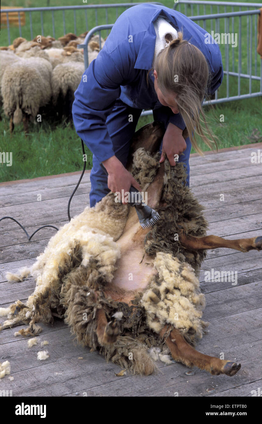BEL, Belgium, Eastbelgium, Hautes Fagnes, Hohes Venn, sheperdess shears sheep during a  sheperd's festival near Botrange.  BEL,  Stock Photo