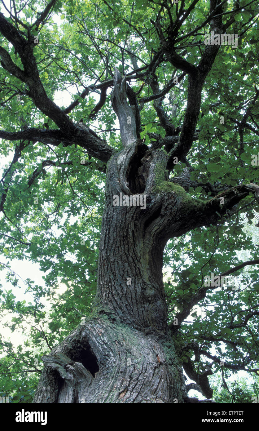 BEL, Belgium, Eastbelgium, Hautes Fagnes, Hohes Venn, 500 years old oak tree of Longfaye.  BEL, Belgien, Ostbelgien, Hohes Venn, Stock Photo
