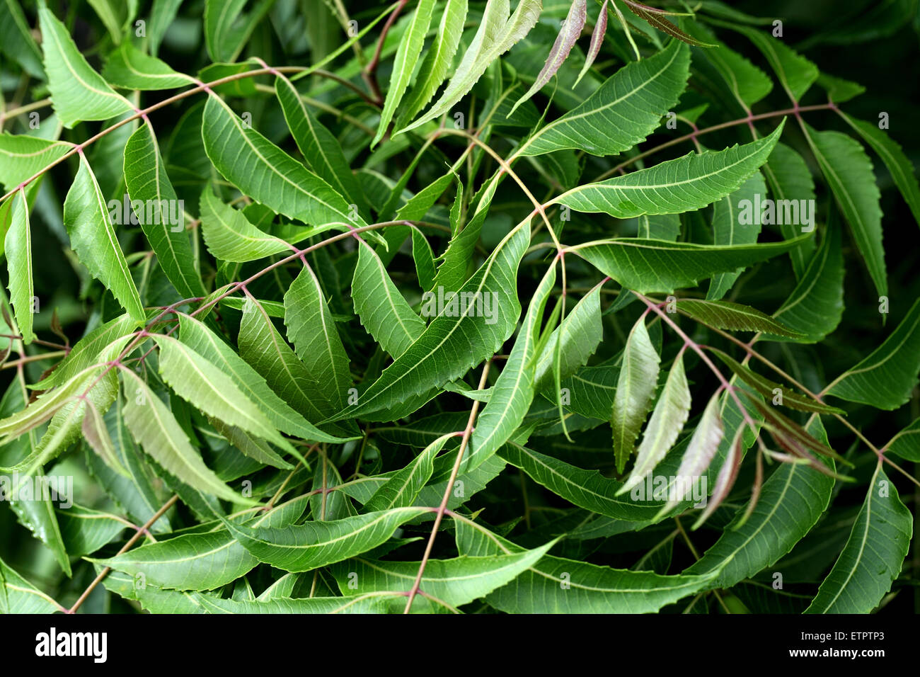 Neem Leaves High Resolution Stock Photography and Images Alamy